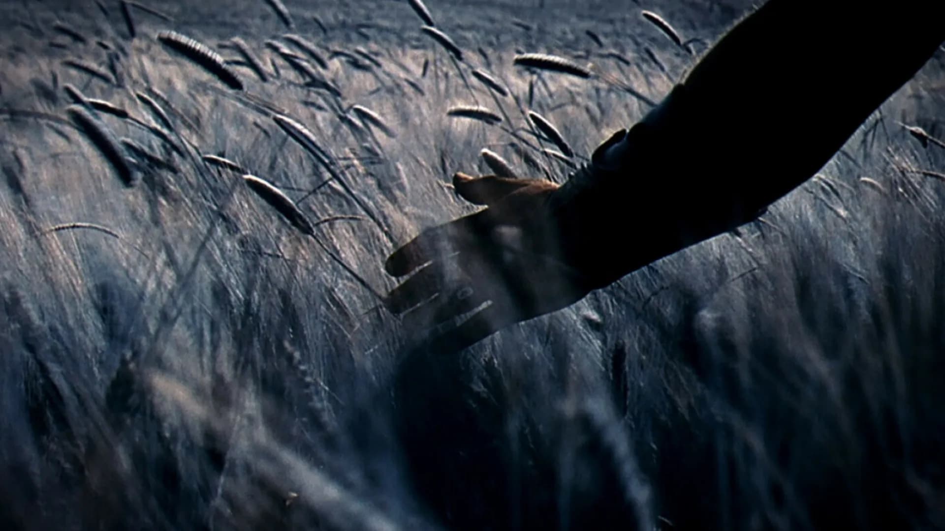 Una mano sfiora le spighe di un campo di grano